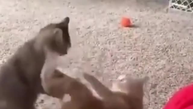 MOST FUNNY ANIMAL VIDEO COMPILATION 2022