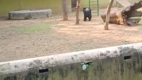 Amazing bear video