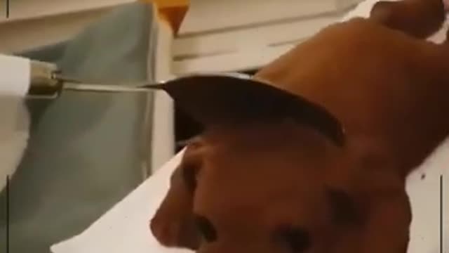 look at that funny cat you will laugh a lot