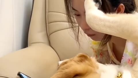 He is really a gentle dog