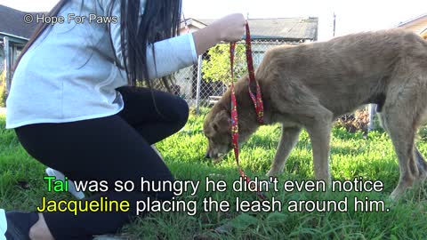 A sick homeless golden retriever and an Akita in a rescue with a surprising end!!! (PART 2)