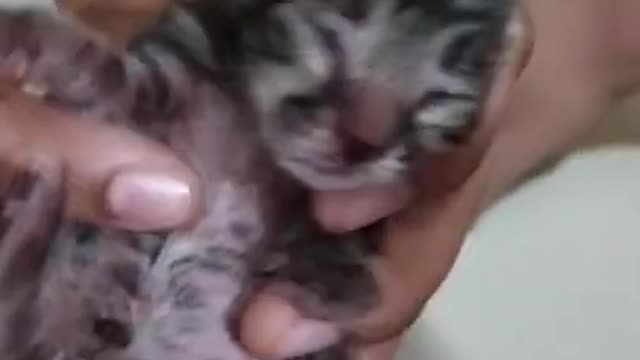 New Born Beautiful Cat,s