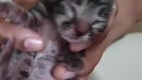 New Born Beautiful Cat,s