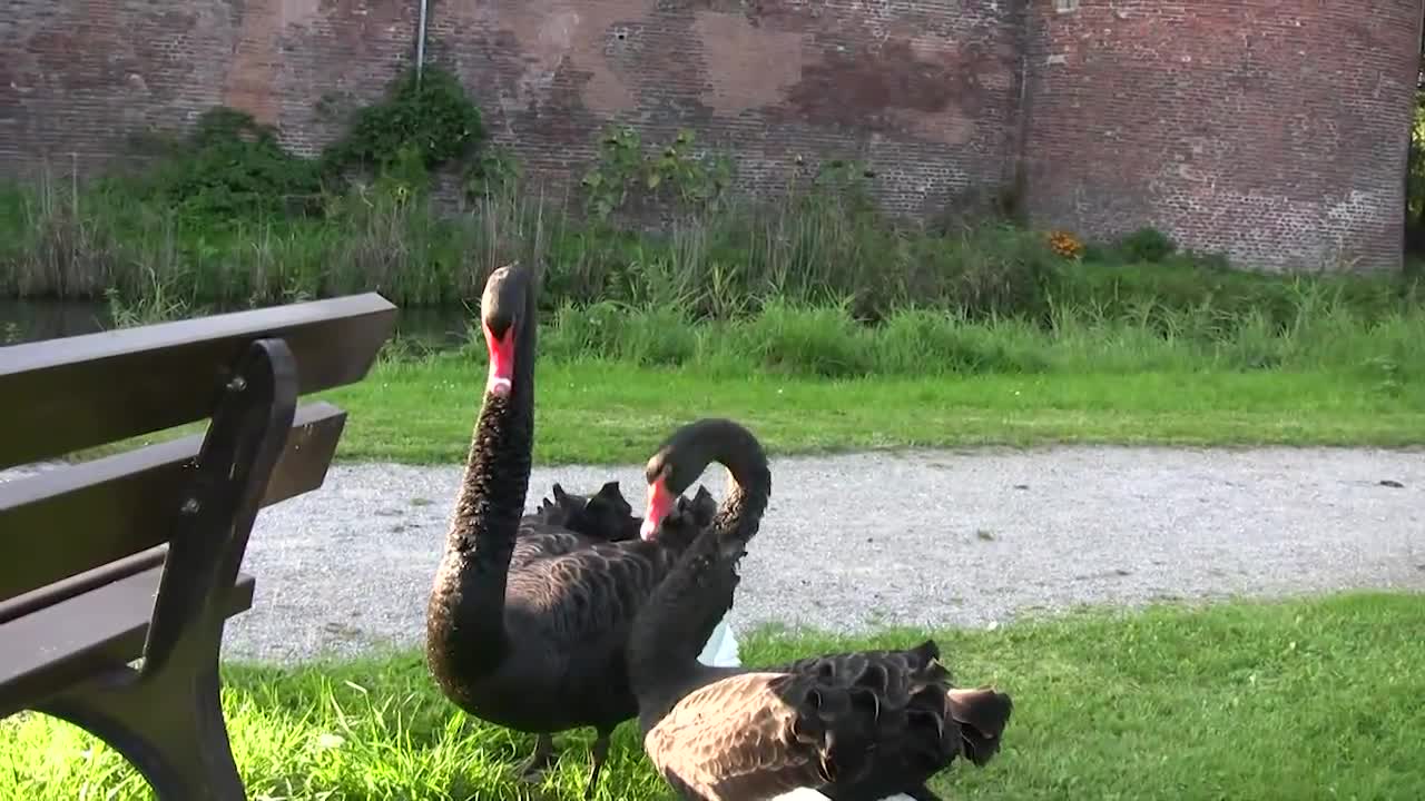 swan attacks me! (long version) Schwan-Attacken Schloss Ringenberg - angry swan attacks