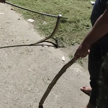 Snake original video