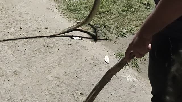 Snake original video