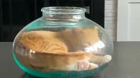 Cat telent, cat viral video must watch