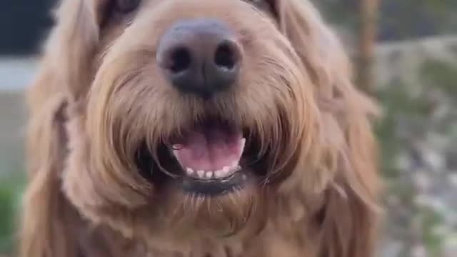 Cute dog sitting and smiling