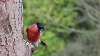 Beautiful Bullfinch bird