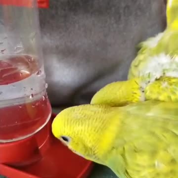 A group of solution birds standing in front of the drinking water basin and drinking from it