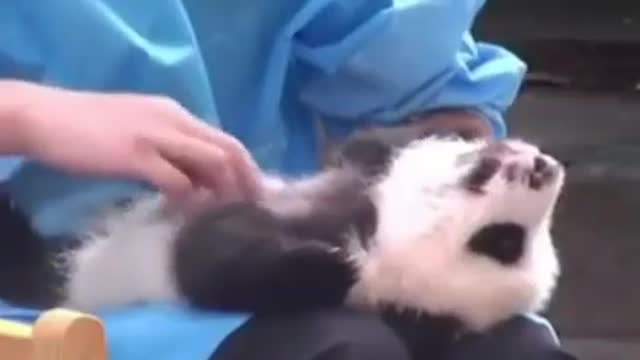 #The doctor is massaging the panda