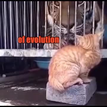 Pretty sure CATS rule the world.