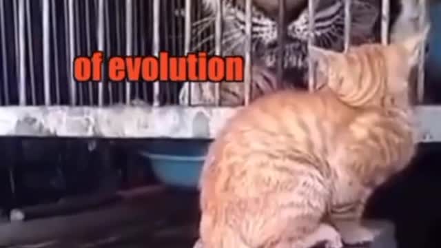 Pretty sure CATS rule the world.