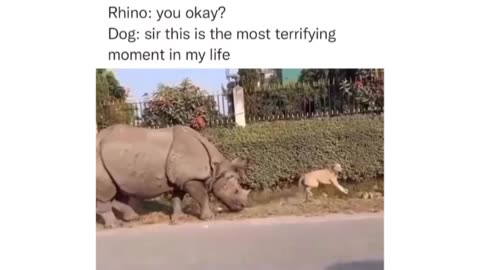 Rhino's Surprise Visit Leaves Dog in Hilarious Panic!