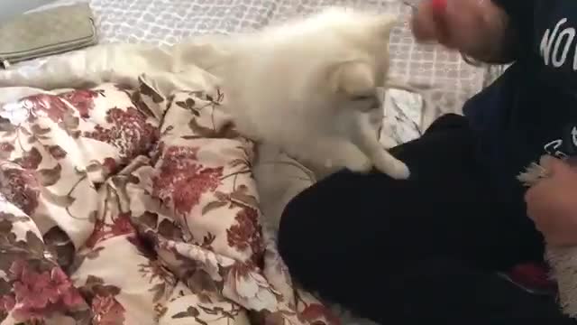 GUCCI FUNNY DOG VIDEOS COMPILATION 2021, BABY CUTE DOG