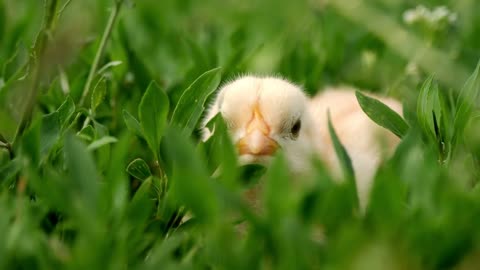 Close up newborn yellow chicken on the grass field on green background. Easter concept