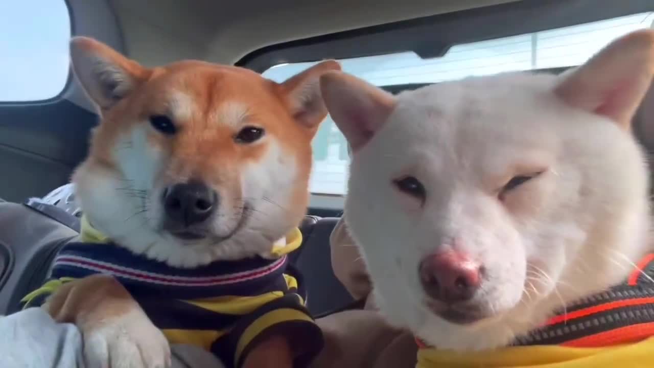 The first time I saw you, I thought you were destined to belong to my dog.