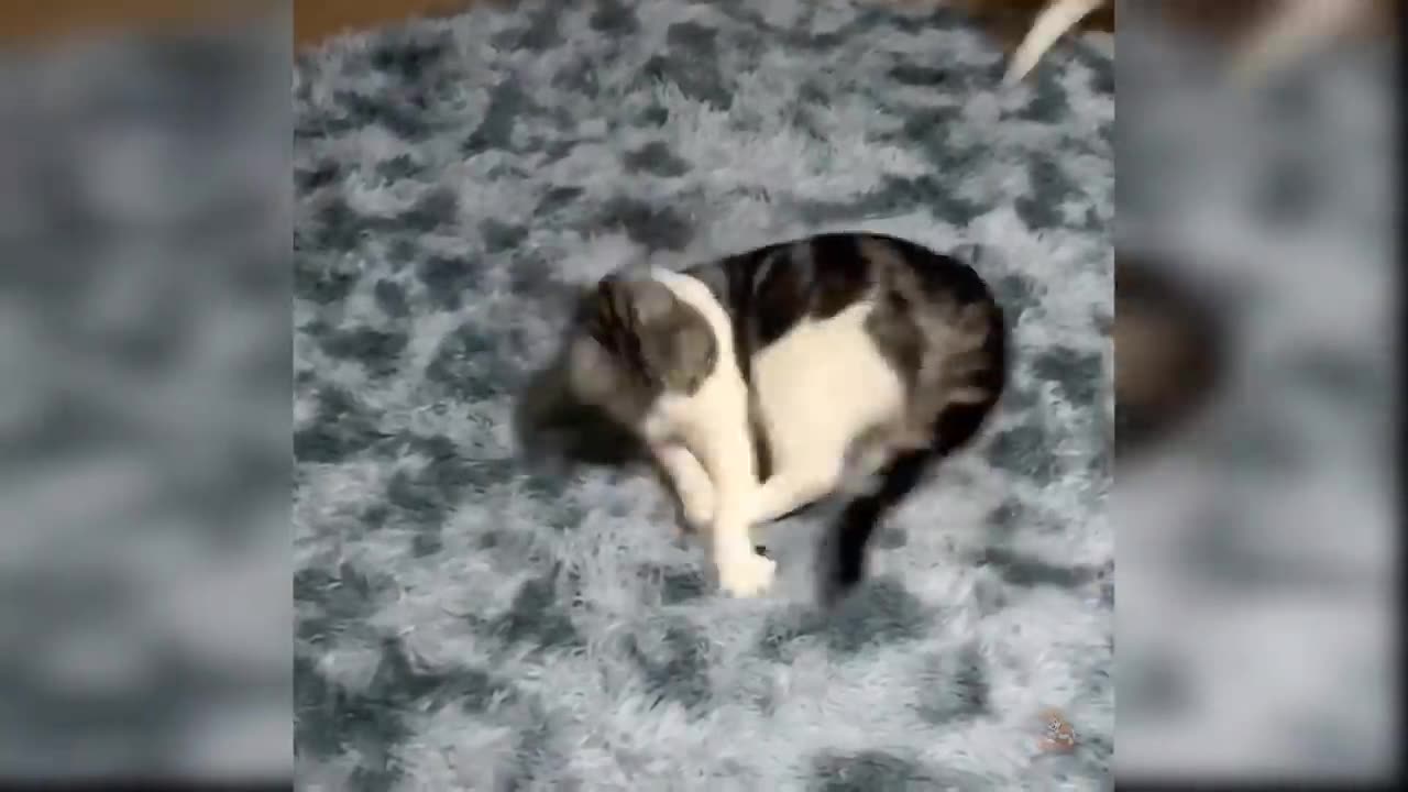 Baby cats