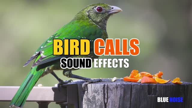 Bird calls sound effects