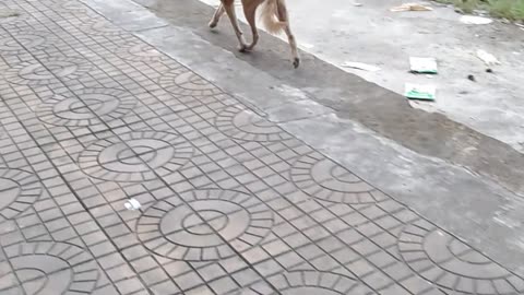 husry dog ​​is afraid of strangers