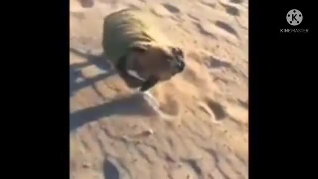 Dog funny video