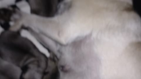 cute puppies