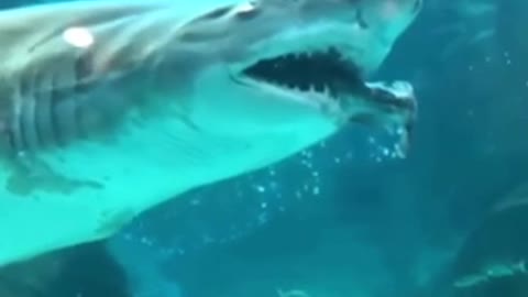 Shark Feeding