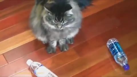 FUNNY ANIMALS 2021 Funny Cats Viedeo Try Not To Laugh