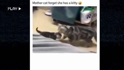 Mama Cat Remembers Her Kitten