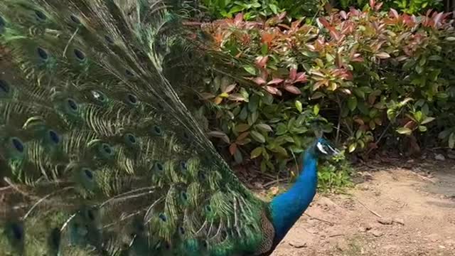 The peacock