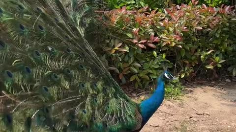 The peacock