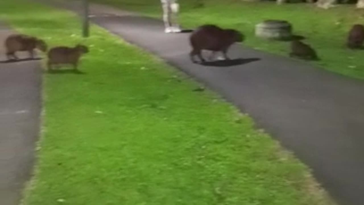 Não atrapalha humanos estamos passando