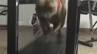 APBT ALPHA Performance 9yrs Old * Not Skipping A Beat