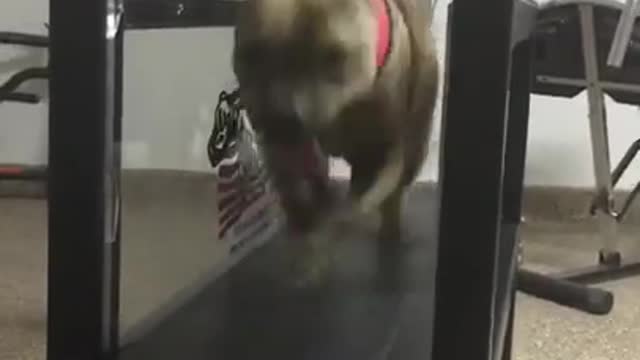 APBT ALPHA Performance 9yrs Old * Not Skipping A Beat