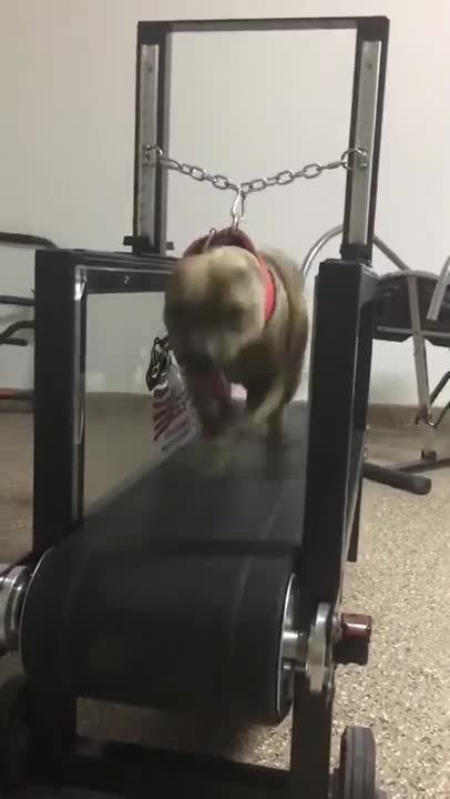 APBT ALPHA Performance 9yrs Old * Not Skipping A Beat