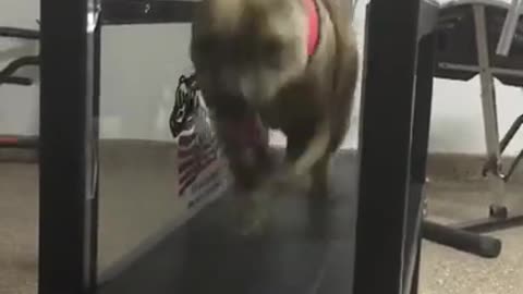APBT ALPHA Performance 9yrs Old * Not Skipping A Beat