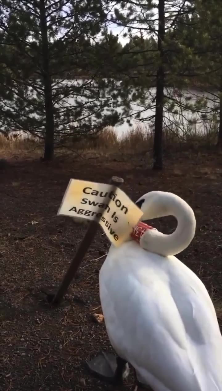 Swans Raspberry Rumble Beware of Swan