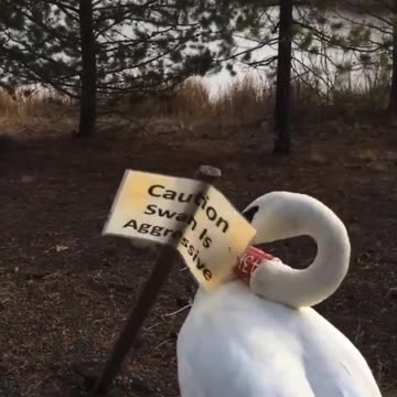 Beware of Swan