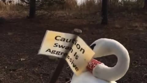 Beware of Swan