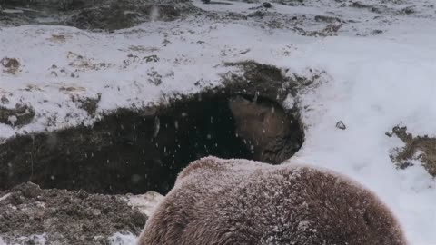 overwintering animals