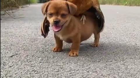 Pet dog and rooster