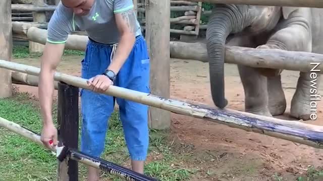 Cute Baby Elephant Wants ATTENTION. 🐘