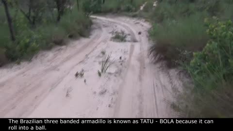 Armadillo rolls into a ball - In the wild Brazil