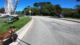 GOLDEN GATE PARK with a Belgian Malinios