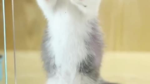 See how kittens dance