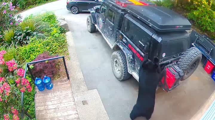 Black Bear Tries to Break into Truck