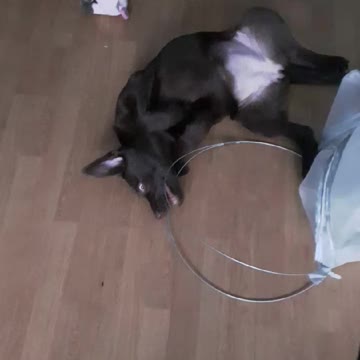 Koko vs Laundry Basket