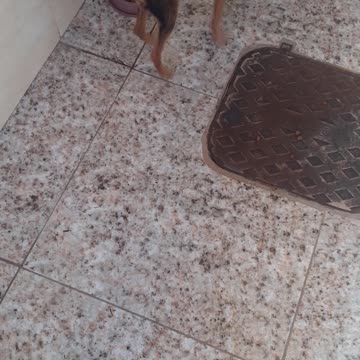 my crazy dogs eating