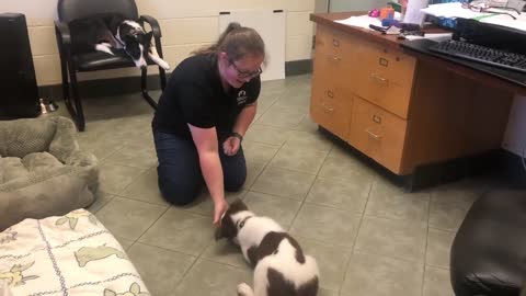 Down Behavior Puppy Training