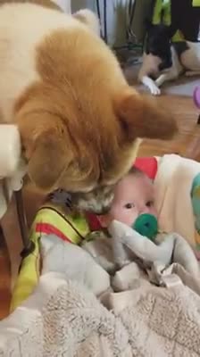 Akita giving baby a bath